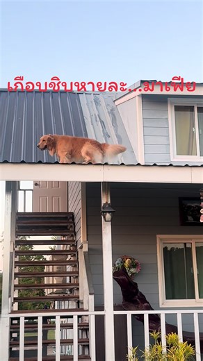 แม่จะเป็นลม😡 #มาเฟียเองฮะ #มาเฟียมาเก๊า #โกลเด้นเป็นหมาตลก