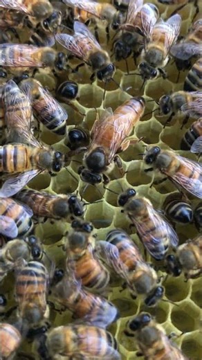 Queen Bee Facts 🐝👑 | Beekeeping Short