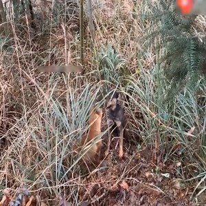 8.4M views · 10K reactions | Fighting Dogs | Nature Diary | Facebook