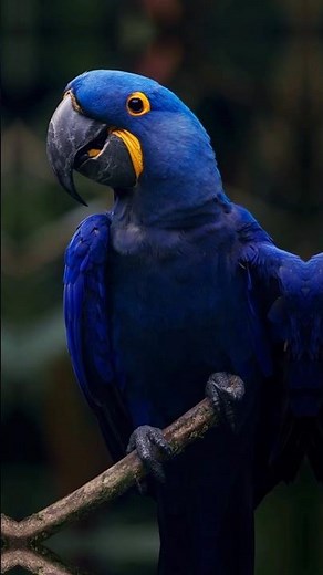 AMAZON RAINFOREST-The World's Largest Tropical Rainforest #nature #rainforest #brazil #amazonia