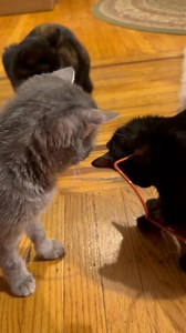 Sound up to hear sweet Zoe meow! Zoe has been vocalizing — trills, meows — and I finally caught it on video. I gave her a little break from the e-tube collar and she started grooming herself, too. Every day, she acts with more and more personality. Of course Fizzy had to be right there with her! | Kitkat Playroom