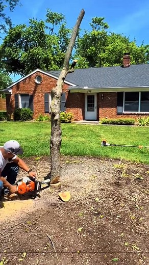 21K views · 183 reactions | Inventory accidents during logging #satisfying #satisfyingvideo #tree #treework #gaint #oddlysatisfying #cuttingtrees #asmr #asmrsounds #fyp | Agriculture &Tree-cutting | Facebook