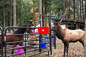 Watch: Horse Faces Off With Agitated Bull Elk