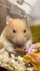 A carefree life#Hamster#Golden Thread Bear#Daily sharing of rat keeping#Cute Pet Debut