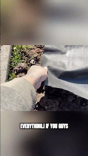 Planting a Maple Tree: Future Yard Goals & Weed Barrier Tips! #shorts