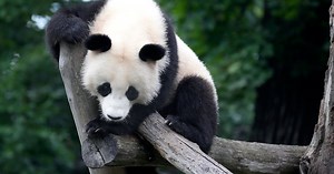 Scientists figured out why brown pandas are brown