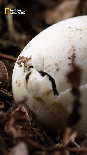 La increíble llegada de las crías de caimán 🥚🐊 | PLANETA REPTIL | NATIONAL GEOGRAPHIC ESPAÑA