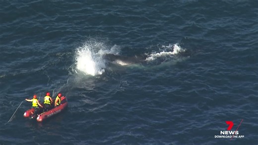 A daring four-hour rescue mission unfolded off Sydney's northern beaches this afternoon to free a rope-entangled humpback whale that didn’t make it easy for crews. 7NEWS at 6pm. Download the 7NEWS app: 7news.link/7newsapp #7NEWS | 7NEWS Sydney