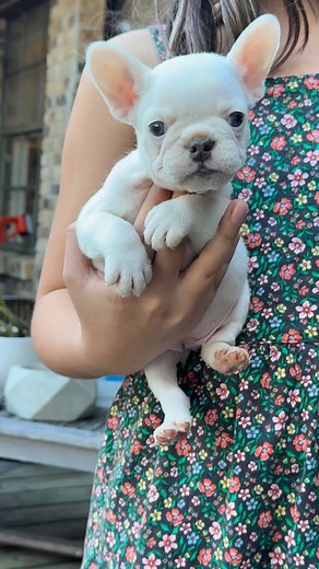 Good morning glitter gremlin 🌸✨ today’s mission: sparkle softly | 813 Frenchies