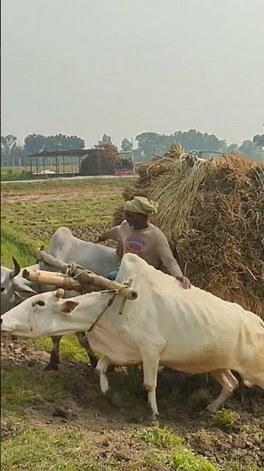 bullock cart heavy load paddy #farming
