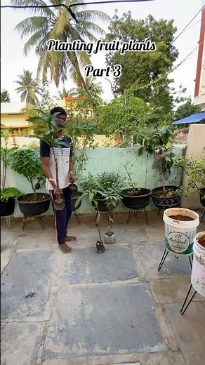 Planting fruit plants 🪴