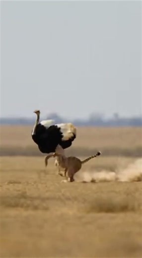 WILD TARGETS: WILD RACE | Cheetah vs Ostrich! Who Is the REAL King of Speed?
