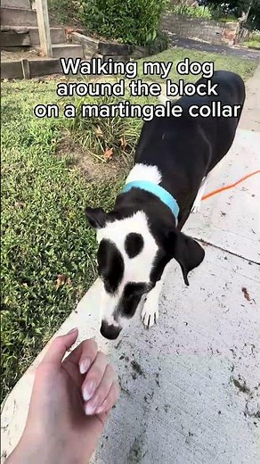 Walking a dog on a martingale collar