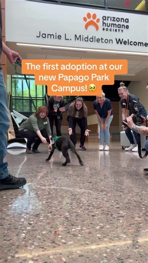 Our hearts are full as we celebrate the first adoption at our brand-new #PapagoParkCampus! Here’s to many more happy tails and new beginnings! 🧡#arizonahumanesociety #shelterdogsoftiktok #dogadoption