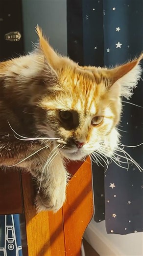 Beautiful orange tabby maine coon kitten in the sunlight #cats #cat #mainecoon #orangecat #catvideos