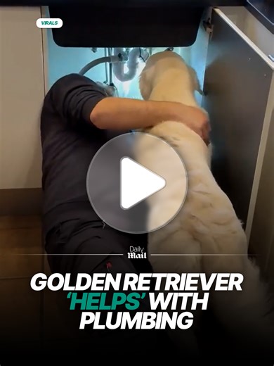 Golden Retrievers make the best work assistants 😅 #dogs #goldenretriever #plumbing