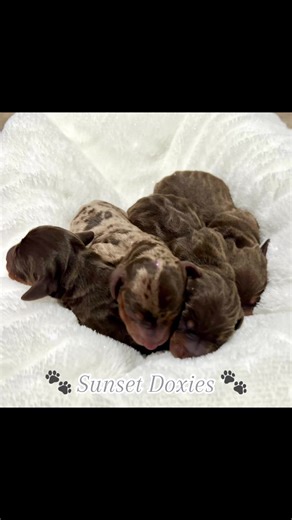Nothing sweeter than puppy snuggles!🐾💕🐾 #sunsetdoxies #spoiledrottenpet #robinsondoxies #minidachshund #doxiesoftiktok #lovedoxies #chocolatedapple #minidachshundpuppies