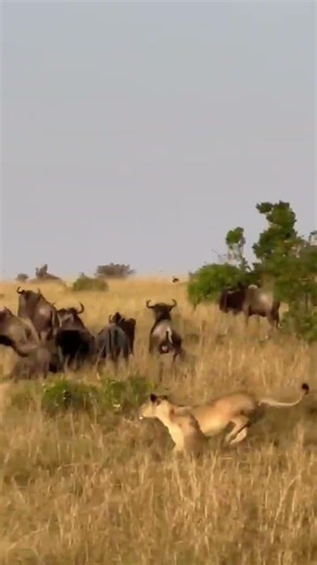 Incredible wildebeests chase from the rongai Lion pride #wildlife #animals