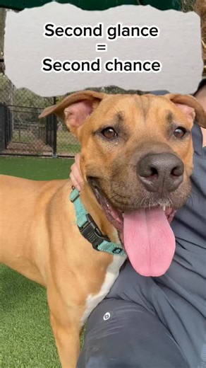 Behind every bark, there’s a heart full of love waiting to shine! Discover the love and joy our dogs share when you see them through our eyes🐾♥️ If you have questions, email: Adoptions@SarasotaSheriff.org #FurryFriendFriday #AdoptDontShop | Sarasota County (FL) Sheriff's Office