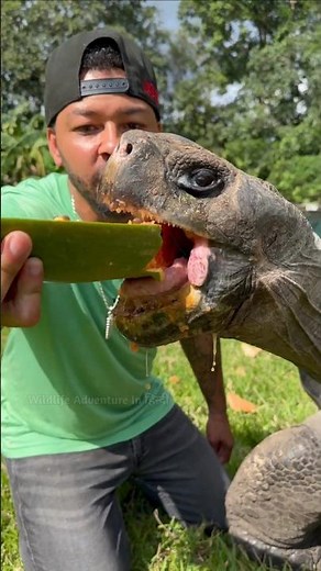 How do turtles eat so fast? #shorts