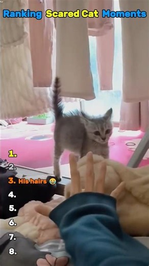 Ranking the Funniest Scared Cat Reactions 😱🐱 (You Won't Expect #1) #cats #funny #shorts