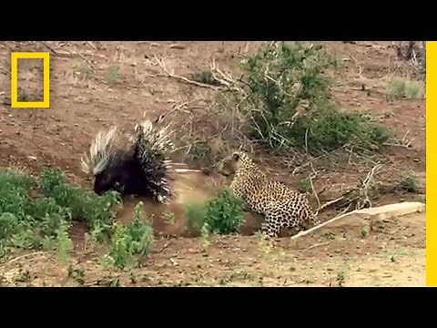 Leopard vs. Porcupine: A Prickly Standoff | National Geographic