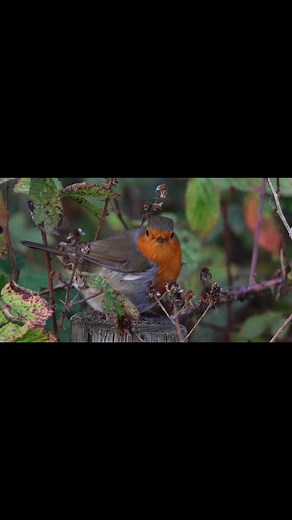 1.9K views · 342 reactions | A beautiful Robin at Venus Pool, this one filmed with the camera instead of my phone. #robin #naturereels #naturephotography #NatGeoYourShotOurHome #nuts_about_wildlife #BBCEarth #BBCCountryfile #BBCSpringwatch #rspb_love_nature #NatureLover #PicOfTheDay #nuts_about_birds #best_birds_of_ig #eye_spy_birds #birds_brilliance | Rob’s Nature Page | Facebook
