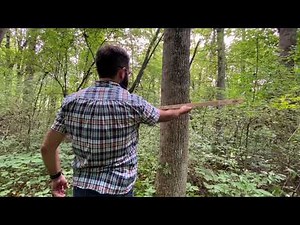 Measuring DBH with a biltmore stick