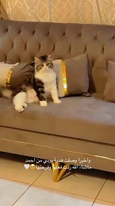 127K views · 5.2K reactions | Noha Flower on Reels | Facebook