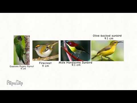 Bird Size Comparison Part 1