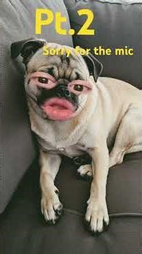 Alien dog transform #funny #filters