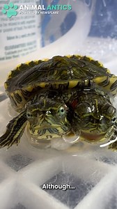 13K views · 228 reactions | He's trying to give this rare two-headed baby turtle a good life!  | Animal Antics | Facebook
