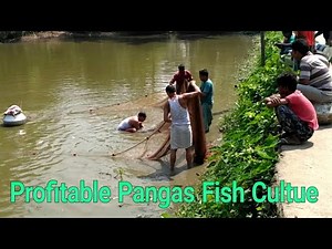 Pangasius Fish Farming Process||profitable Pangas fish culture technique