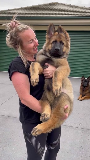 Adorable German Shepherd Puppy Compilation | Cute GSD Dog Videos