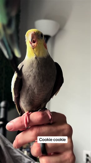 Groot Singing to Loki | Cockatiel Parrot Talking and Singing Cookiesong