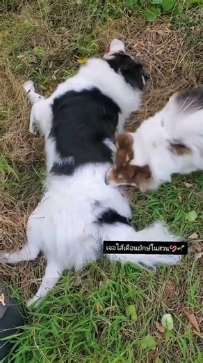 ไส้เดือนยักษ์🪱#ซาเปาหมูแดง #SapaoMoodaengstory #ซาเปาหมูแดงบางแก้ว #ซาเปาหมูแดงสตอรี่ #ทาสหมา #pets