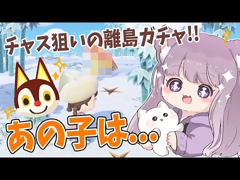 チャス狙いの離島ガチャ！あの子は...！？！？【 あつまれ どうぶつの森 】