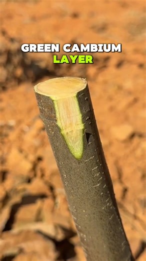 Find the Cambium Layer 🌱 Secret to Successful Grafting #Shorts #garden