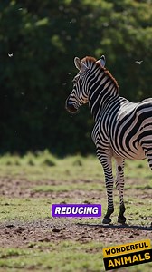 🦓😱 THE MYSTERY OF ZEBRA STRIPES — WHY DO THEY REALLY EXIST? ✨ #wildlife #nature #zebra #animalpatterns #biology | Ms Alexis Discoveries