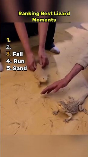 Best Lizard Moments
