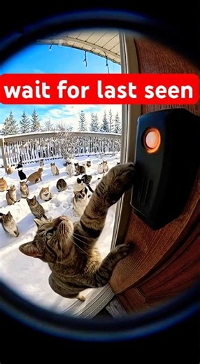 Doorbell pranks by Cats #bome #shorts #cat #ai