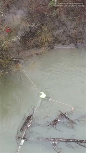 Man clinging to log in Washington river rescued
