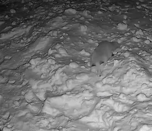 Žiemą maistu reikia dalintis ir su gyvūnais 😀🇱🇹 #fox#Aplankė sodą,ne tik paukščiai 😀👍🇱🇹🇱🇹winter#animal❄️❄️#Utena2026-02-05#Lithuania🇱🇹🇱🇹🇱🇹 | Aurimas Satkūnas