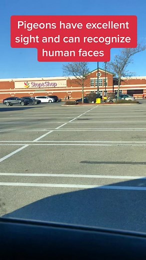 Discover How Pigeons Recognize Human Faces