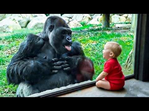 Watch Baby Teach a Gorilla a Hilarious New Trick! 🦍👶 – Try Not To Laugh 2026