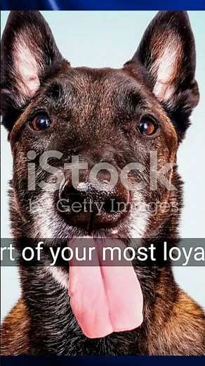 Belgian Shepherds: The Unbelievable Truths Finally Revealed