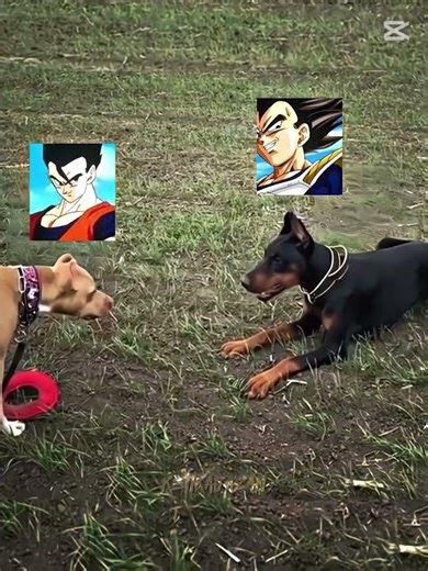 Gohan vs vegeta(chi vince secondo voi)