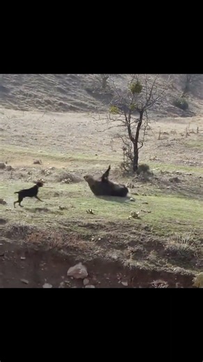 Wild Boar Hunting | Born to Hunt