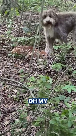 Baby deer's camouflage fools dog