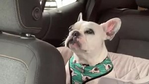 6.8K views · 165 reactions | Walter makes it clear he's not a fan of rush hour traffic. Listen to that tantrum! | Rumble Dogs | Facebook